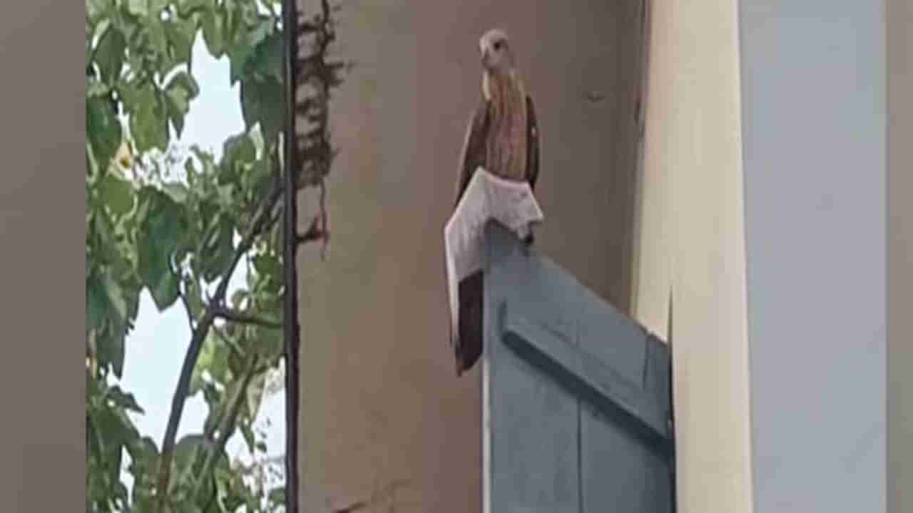 Viral Video: కాసేపట్లో ఎగ్జామ్‌.. ఇంతలో హాల్‌టిక్కెట్‌ ఎత్తుకుపోయిన గద్ద... చివర్లో సూపర్‌ ట్విస్ట్‌ !