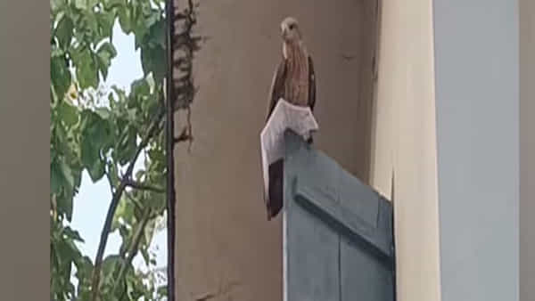 Viral Video: కాసేపట్లో ఎగ్జామ్.. ఇంతలో హాల్టిక్కెట్ ఎత్తుకుపోయిన గద్ద... చివర్లో సూపర్ ట్విస్ట్ !