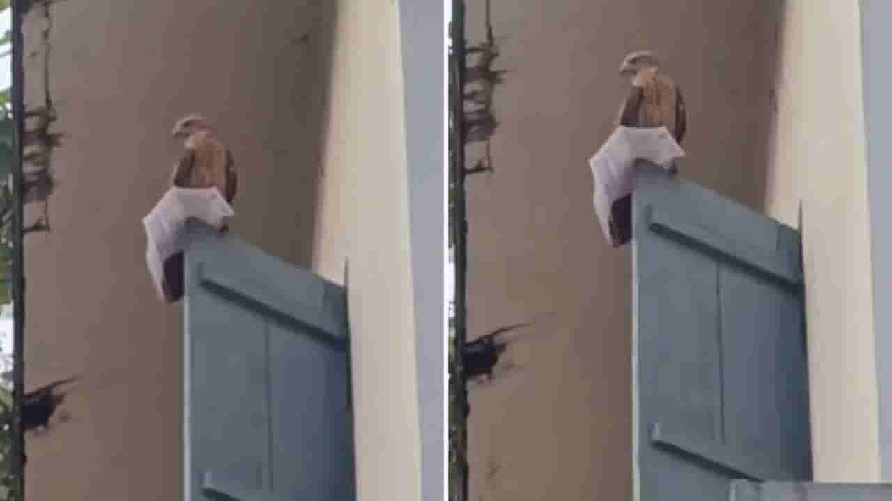 Video: కొద్ది నిమిషాల్లో ఎగ్జామ్.. విద్యార్థి హాల్ టిక్కెట్ తన్నుకుపోయిన గద్ద! అసలు ట్విస్ట్ ఆ తర్వాతే..