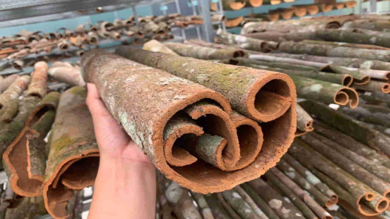 Fake Cinnamon: మీరు వాడే దాల్చిన చెక్క నిజమైందేనా.. పొరపాటున దీన్ని వాడితే మీ లివర్ డ్యామేజ్ తప్పదు!