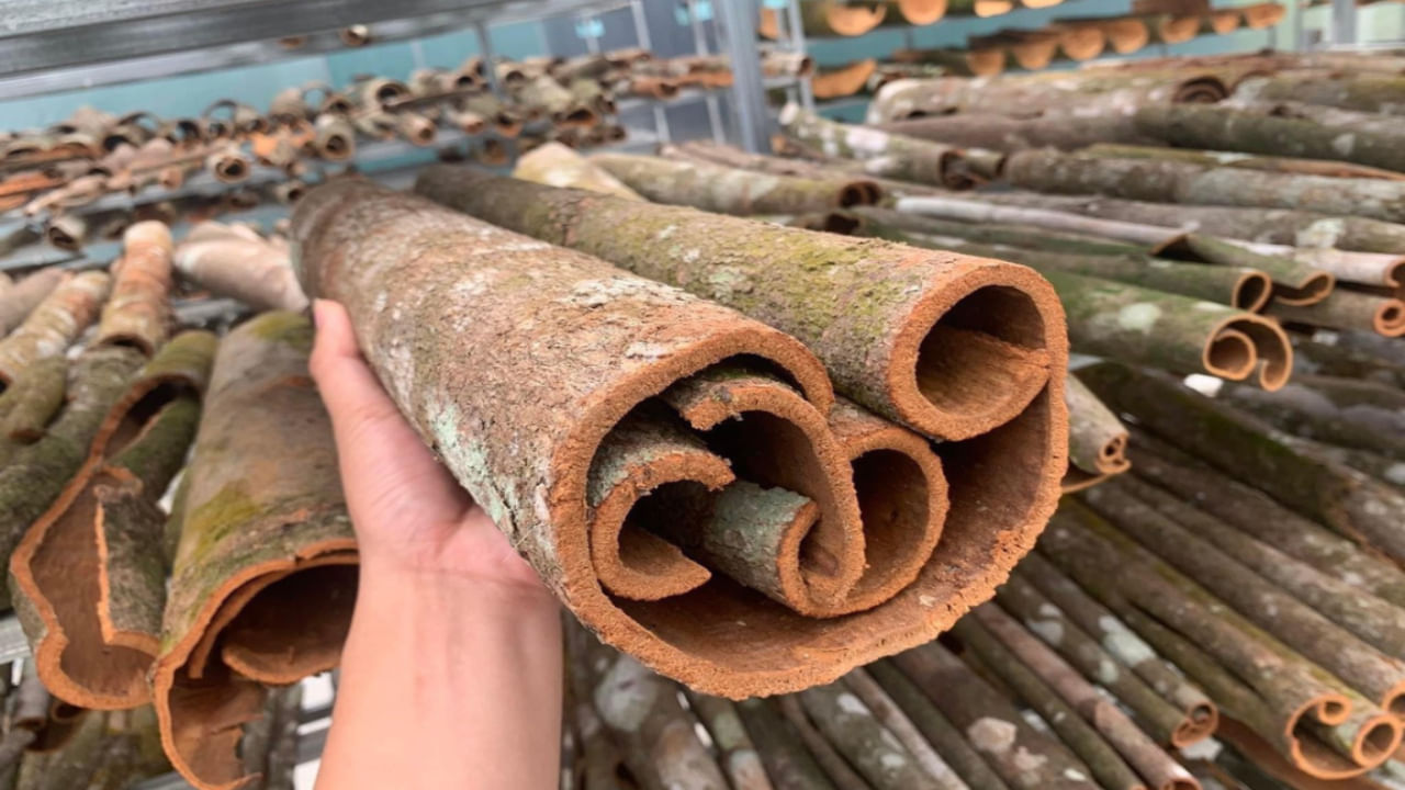 Fake Cinnamon: మీరు వాడే దాల్చిన చెక్క నిజమైందేనా.. పొరపాటున దీన్ని వాడితే మీ లివర్ డ్యామేజ్ తప్పదు!