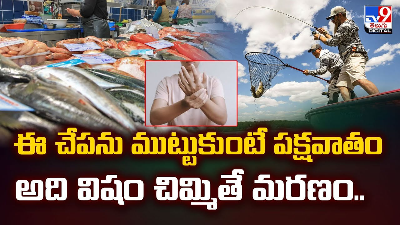 ఈ చేపను ముట్టుకుంటే పక్షవాతం అది విషం చిమ్మితే మరణం