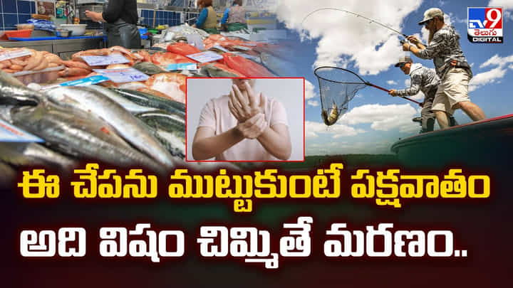 ఈ చేపను ముట్టుకుంటే పక్షవాతం అది విషం చిమ్మితే మరణం ఈ చేపను ముట్టుకుంటే పక్షవాతం అది విషం చిమ్మితే మరణం