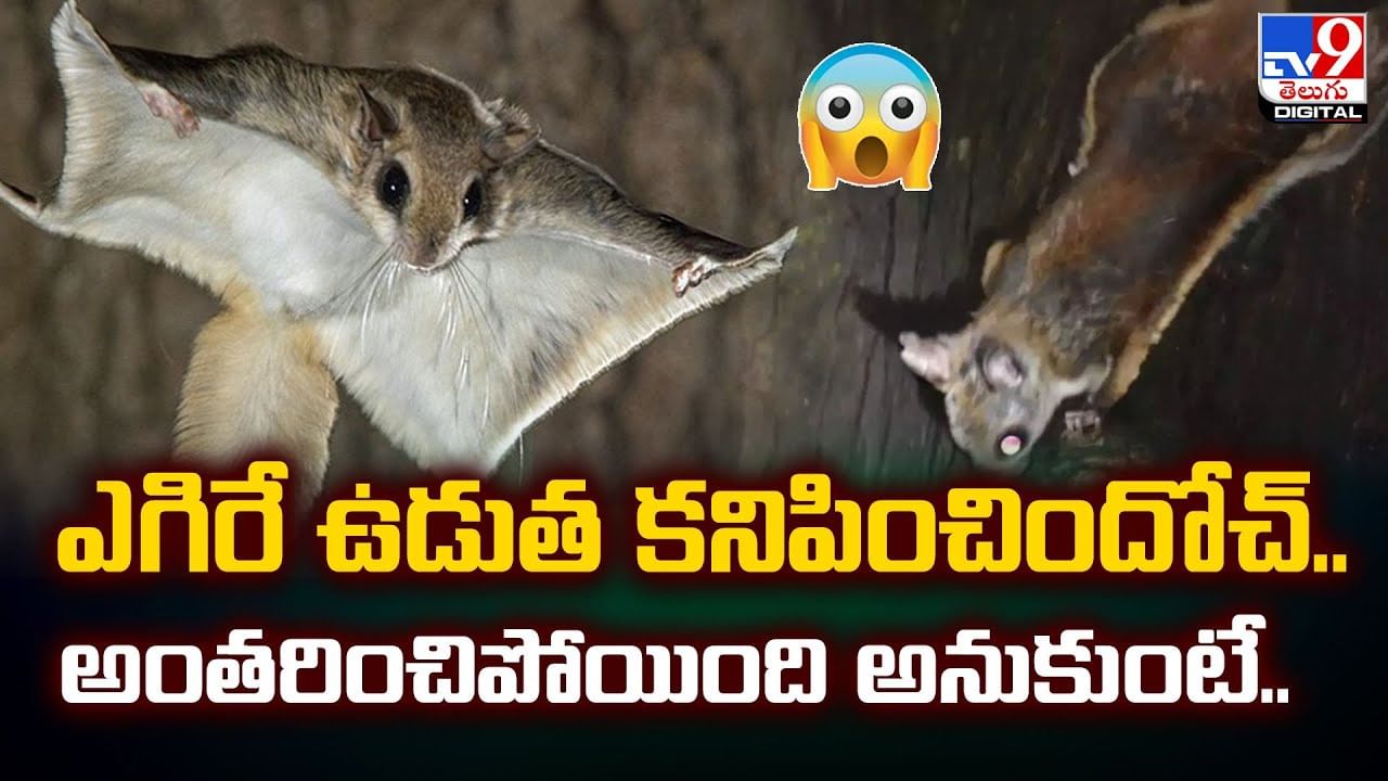 ఎగిరే ఉడుత కనిపించిందోచ్‌.. అంతరించిపోయింది అనుకుంటే..