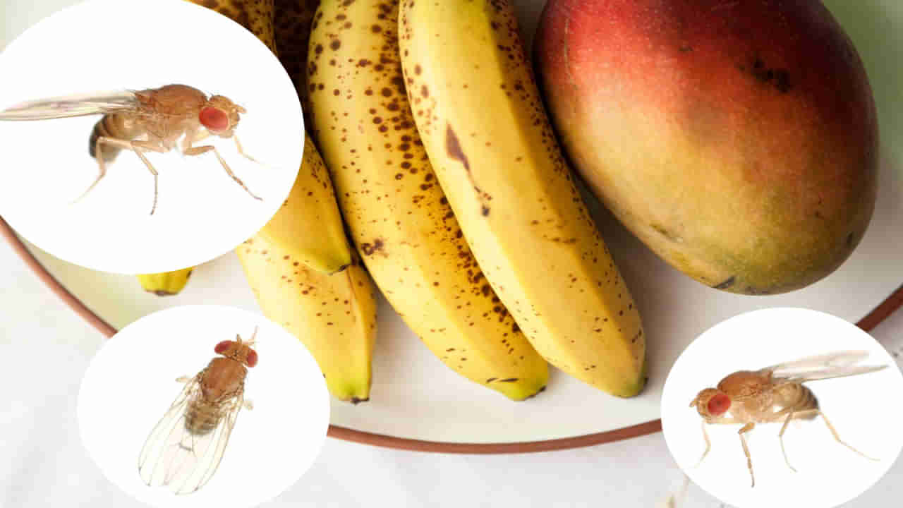 Fruit Flies: ఇంట్లో ఈగల బెడద తప్పట్లేదా.. ఈ టిప్స్ పాటిస్తే ఒక్క దెబ్బకు మటాష్
