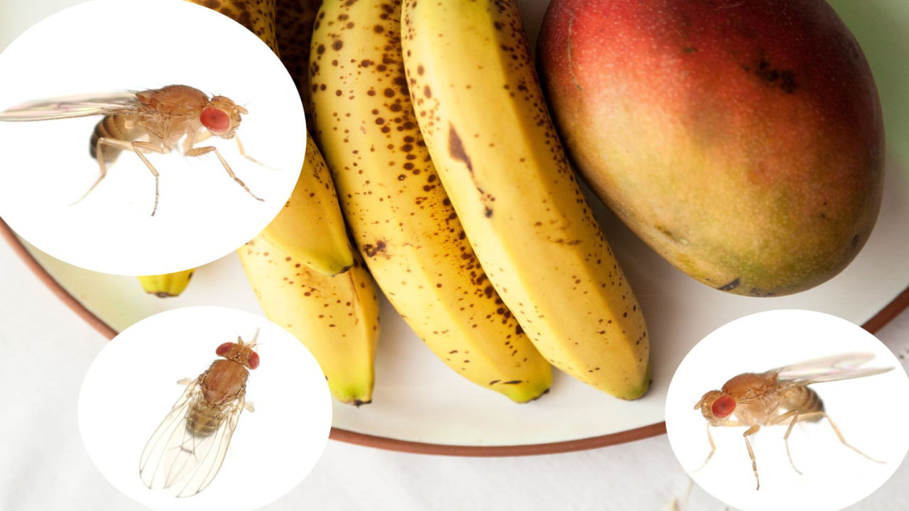 Fruit Flies: ఇంట్లో ఈగల బెడద తప్పట్లేదా.. ఈ టిప్స్ పాటిస్తే ఒక్క దెబ్బకు మటాష్