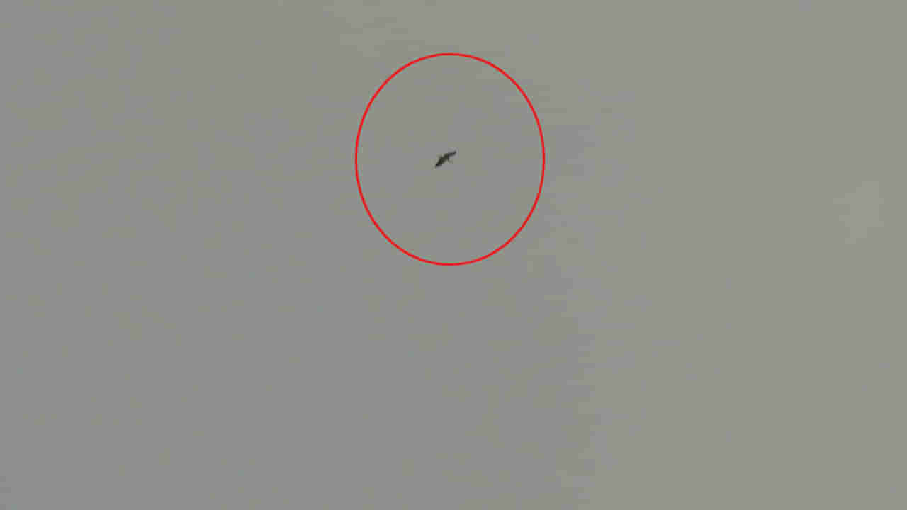 Andhra: మరోసారి సాక్షాత్కారమైన అద్భుతం.. సీతారాముల కల్యాణం వేళ గరుడ పక్షి ప్రదక్షిణలు