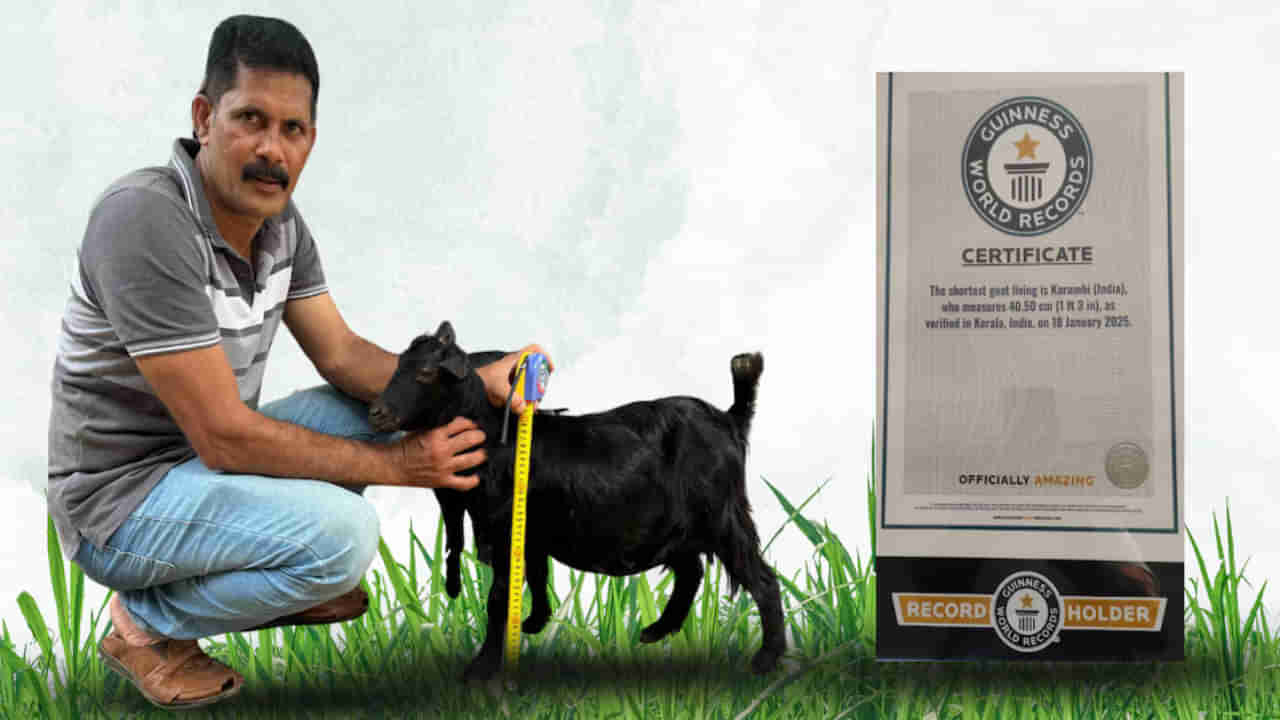 Guinness Record: ఆ లోపమే దాని పాలిట వరమైంది.. గిన్నిస్ రికార్డు సాధించిన మేక.. ఎందులోనో తెలిస్తే షాకే..