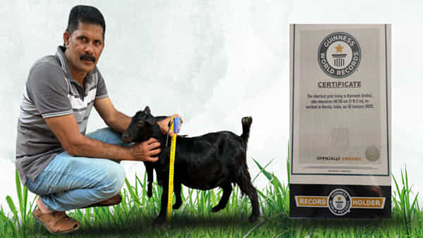 Guinness Record: ఆ లోపమే దాని పాలిట వరమైంది.. గిన్నిస్ రికార్డు సాధించిన మేక.. ఎందులోనో తెలిస్తే షాకే..