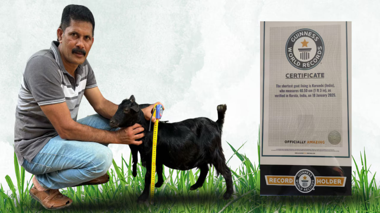 Guinness Record: ఆ లోపమే దాని పాలిట వరమైంది.. గిన్నిస్ రికార్డు సాధించిన మేక.. ఎందులోనో తెలిస్తే షాకే..