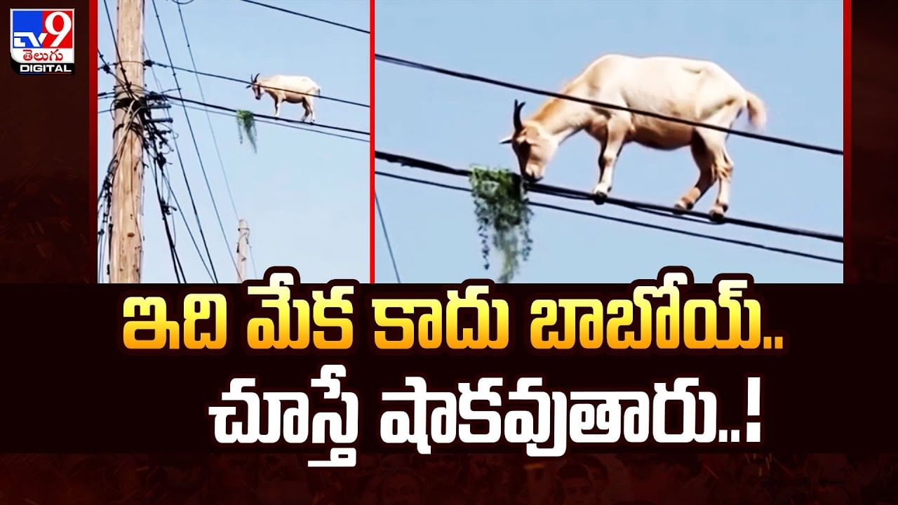 కరెంట్‌ తీగలపై మేక విన్యాసాలు.. వీడియో చూస్తే షాక్ అవుతారు