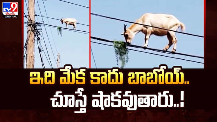 కరెంట్ తీగలపై మేక విన్యాసాలు.. వీడియో చూస్తే షాక్ అవుతారు కరెంట్ తీగలపై మేక విన్యాసాలు.. వీడియో చూస్తే షాక్ అవుతారు