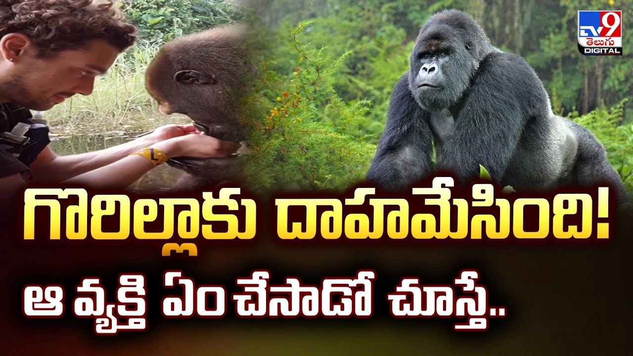 గొరిల్లాకు దాహమేసింది! ఆ వ్యక్తి ఏం చేసాడో చూస్తే