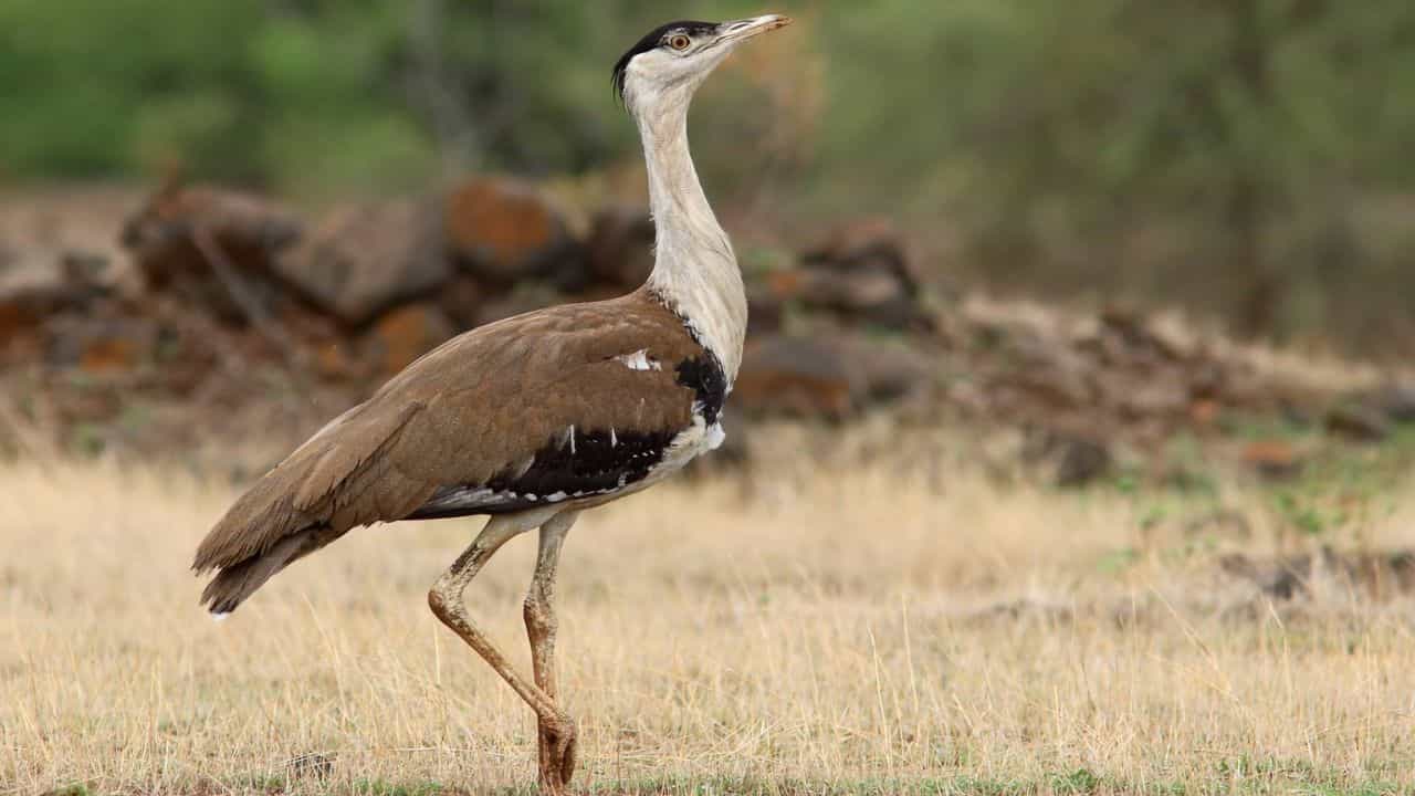 రాజస్థాన్‌లోని ఎడారి జాతీయ ఉద్యానవనం (Desert National Park)లో గ్రేట్ ఇండియన్ బస్టర్డ్ (Great Indian Bustard) పక్షులు నివసిస్తాయి. ఇవి ప్రపంచంలోని అత్యంత బరువైన ఎగిరే పక్షులలో ఒకటి. అంతరించిపోతున్న ఈ పక్షులను చూడటం పక్షులను ఇష్టపడే వాళ్లకు చాలా ప్రత్యేకమైన అనుభవం.