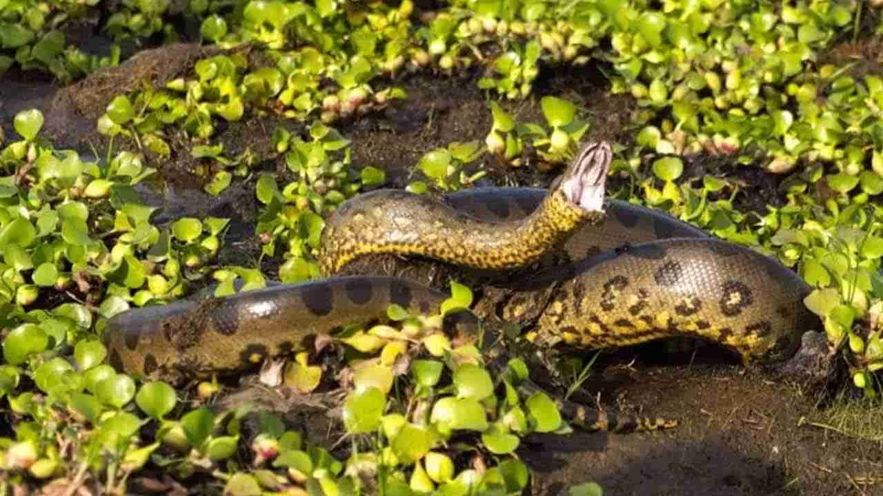 బాబోయ్‌..ఈ భూమిపైనే అతి పెద్ద భారీ అనకొండ ఇదేనట..! దీని పొడవు తెలిస్తే..