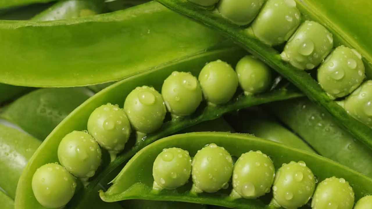 పచ్చి బఠానీల్లో ఉండో విటమిన్ C, ఇతర యాంటీఆక్సిడెంట్లు వల్ల రోగనిరోధక శక్తిని మెరుగుపడుతుంది. కొలెస్ట్రాల్ స్థాయిలను తగ్గించి గుండె జబ్బుల ప్రమాదాన్ని తగ్గిస్తాయి. బఠానీలు రోగనిరోధక శక్తిని పెంచడంలో సహాయపడతాయి. విటమిన్ సి ఇతర యాంటీఆక్సిడెంట్లు శరీరాన్ని ఇన్ఫెక్షన్ల నుంచి రక్షిస్తాయి. బఠానీలను క్రమం తప్పకుండా చేర్చుకోవడం వల్ల ఆరోగ్య ప్రయోజనాలను పొందవచ్చు.