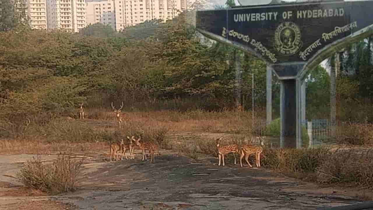 HCU లో ప్రతి ఏడాది జింకలు మృతికి కారణం ఇదేనా..! వెలుగులోకి అసలు వాస్తవాలు!