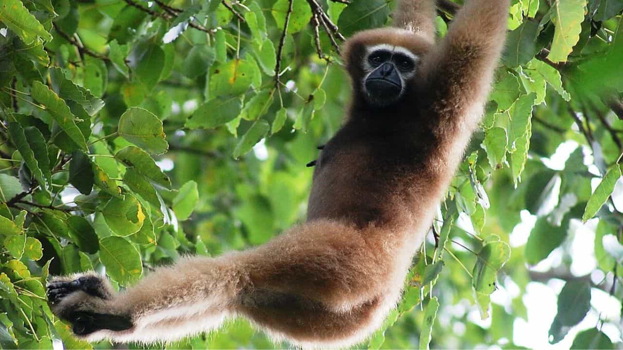 అస్సాంలోని హూలోంగపర్ గిబ్బన్ అభయారణ్యం (Hoollongapar Gibbon Sanctuary)లో హూలాక్ గిబ్బన్ లు నివసిస్తాయి. ఇవి చెట్ల మీద ఊగుతూ ఒక రకమైన ప్రత్యేకమైన శబ్దాలు చేస్తాయి. ఆ శబ్దాలతో గాలి నిండిపోయినట్టు ఉంటుంది. ఇక్కడ స్టంప్ టెయిల్డ్ మకాక్‌లు (stump tailed macaques), స్లో లోరైస్‌లు ( slow lorises) కూడా మీకు కనిపిస్తాయి.
