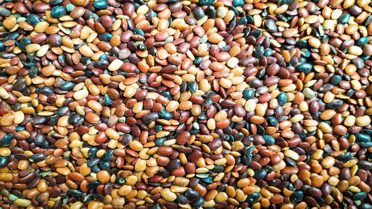 Horse Gram Health Benefits: ఉలవలు తింటే ఇన్ని లాభాలా..? ఈ అనారోగ్యాలన్నీ పరార్..!