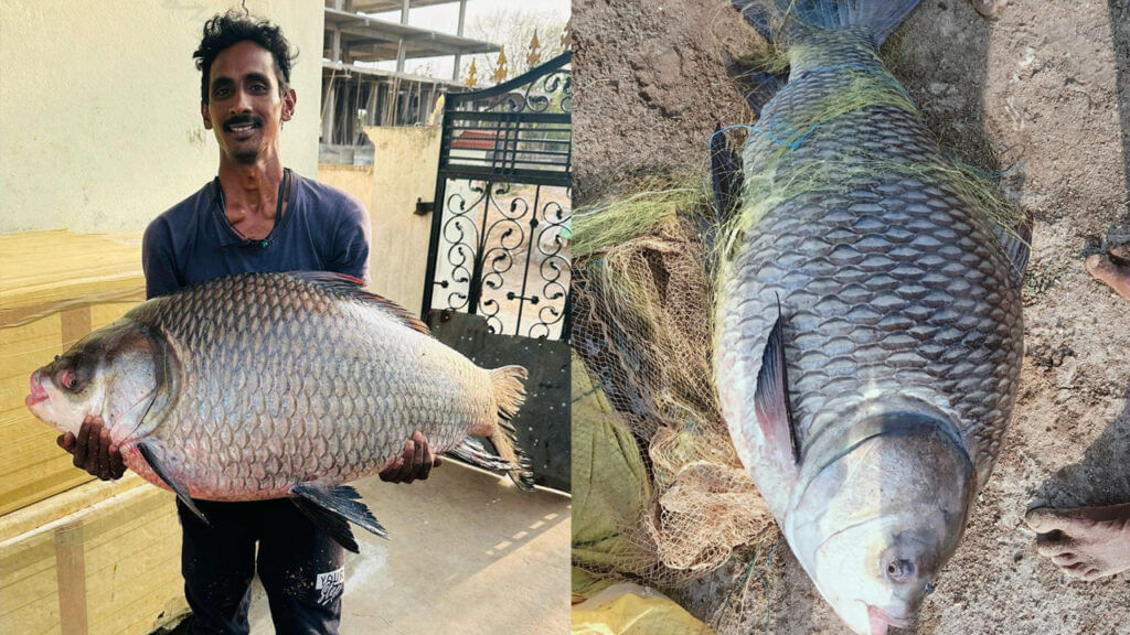 Huge Fish