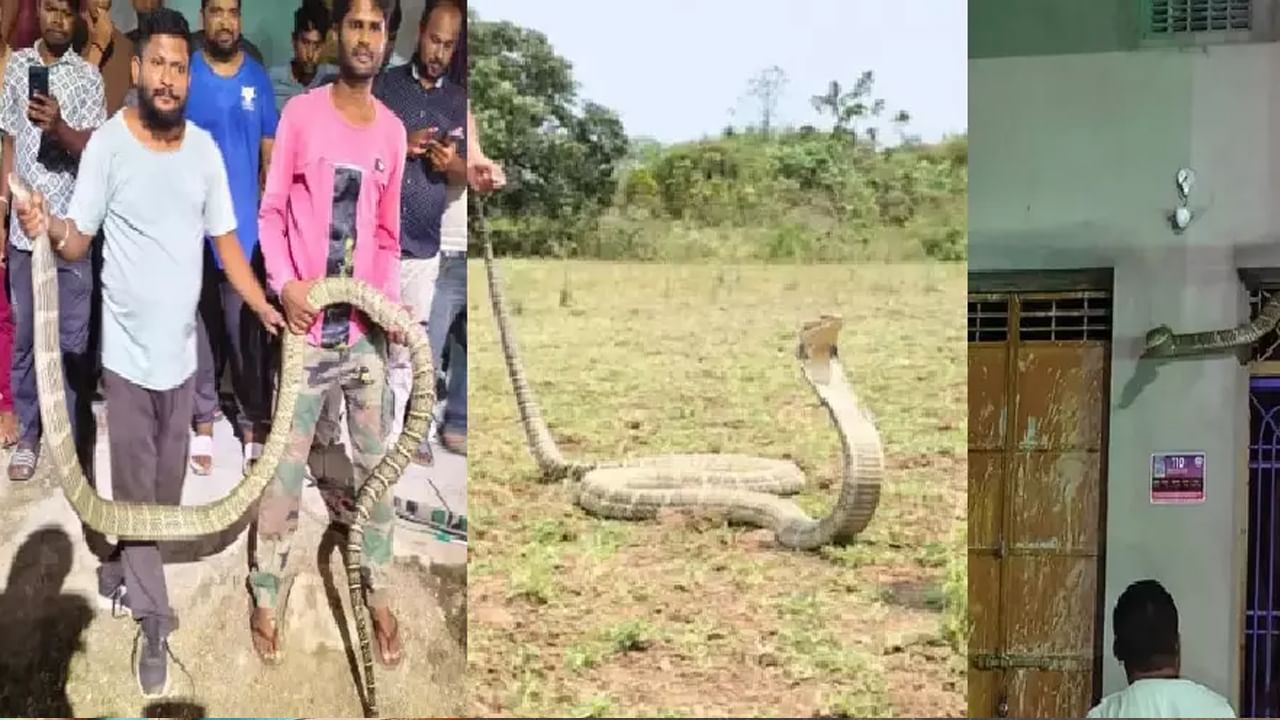 Snake: హోటల్ కిటికీ వద్ద నుంచి చప్పుళ్లు.. ఏంటా అని వెళ్లి చూడగా