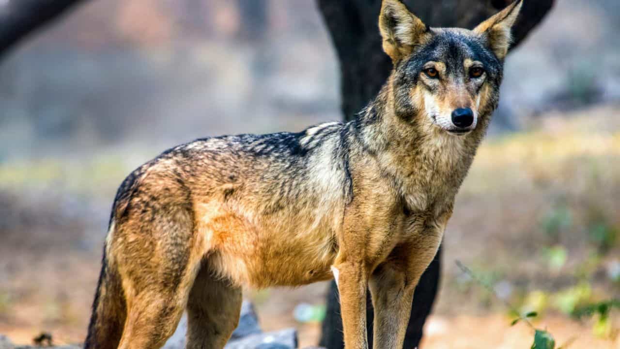 గుజరాత్ వెలవాదర్ నేషనల్ పార్క్ (Velavadar National Park)లో భారతీయ తోడేళ్ళు నివసిస్తాయి. ఇవి చిన్నగా, అందంగా ఉంటాయి. రాత్రిపూట చేసే సఫారీలో వీటిని మీరు చూడొచ్చు.