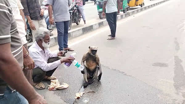 Telangana: ప్రమాదంలో గాయపడ్డ కొండముచ్చు.. సపర్యలు చేసిన ప్రతి ఒక్కరికి వేల వేల వందనాలు