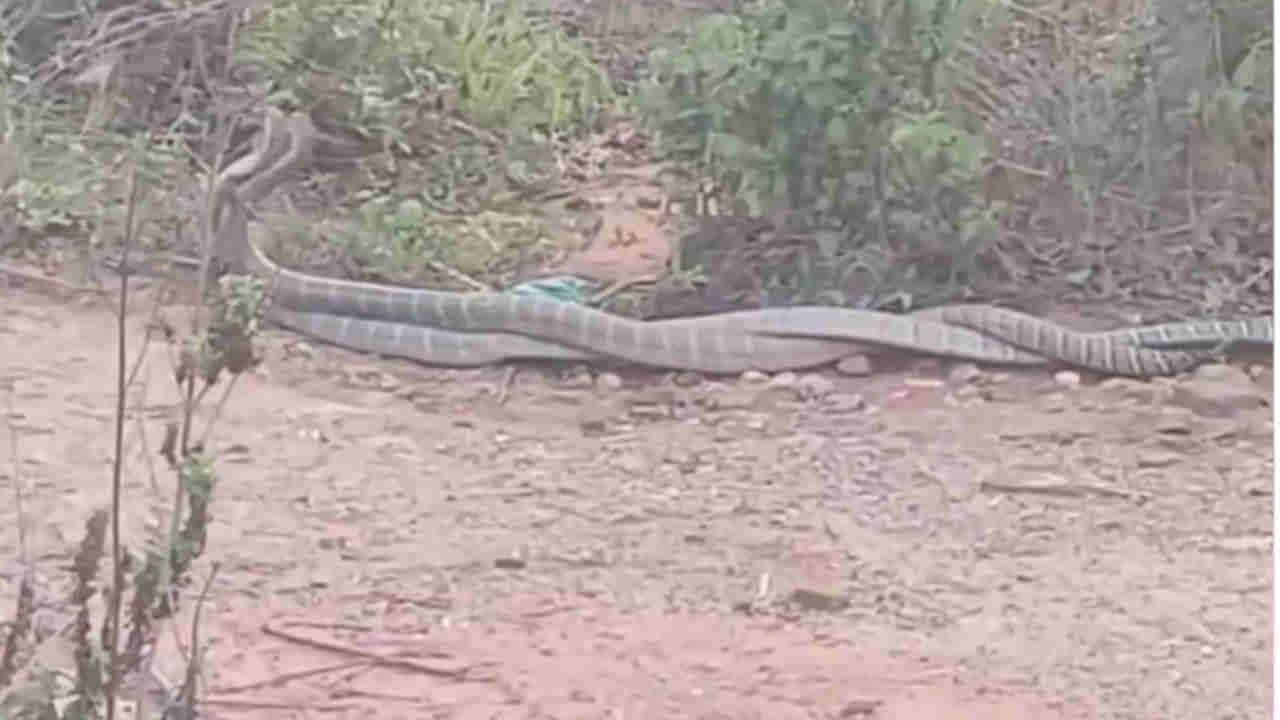 Andhra:15 అడుగుల కింగ్ కోబ్రాల సయ్యాట మీరెప్పుడైనా చూశారా..? మధ్యలో టవల్ విసిరితే...