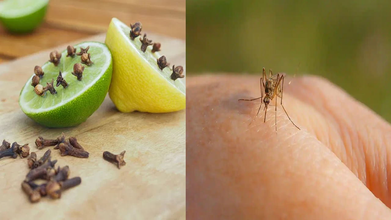 Kitchen Hacks: ఇంట్లో దోమలతో ఇబ్బందా.. కాయిల్స్ బదులు ఈ నేచరల్ టిప్స్ ట్రై చేయండి..