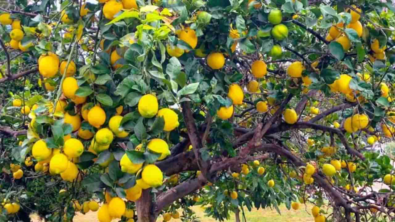 ఇంట్లో నిమ్మ చెట్టు పెంచుకోవచ్చా..? నిపుణులు ఏం చెబుతున్నారో తెలుసా..?