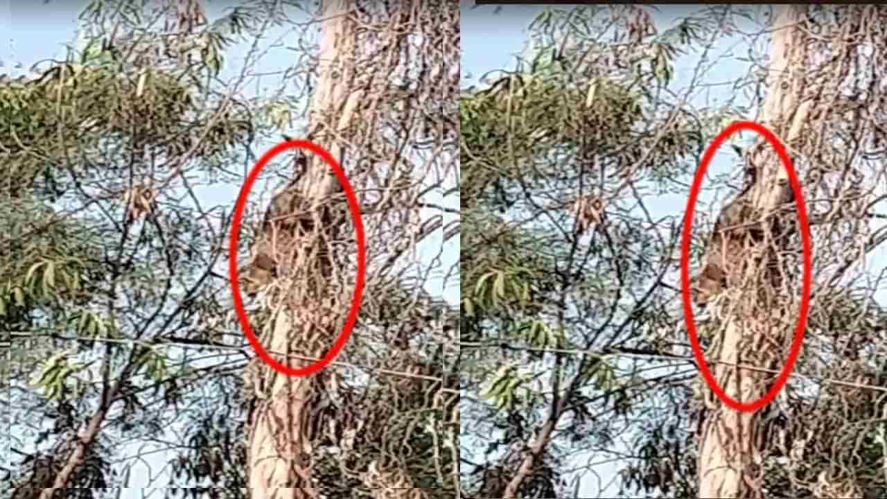 Andhra Pradesh: అమ్మో చిరుత.. హడలిపోయిన స్థానికులు.. అసలు విషయం తెలిసి షాక్!