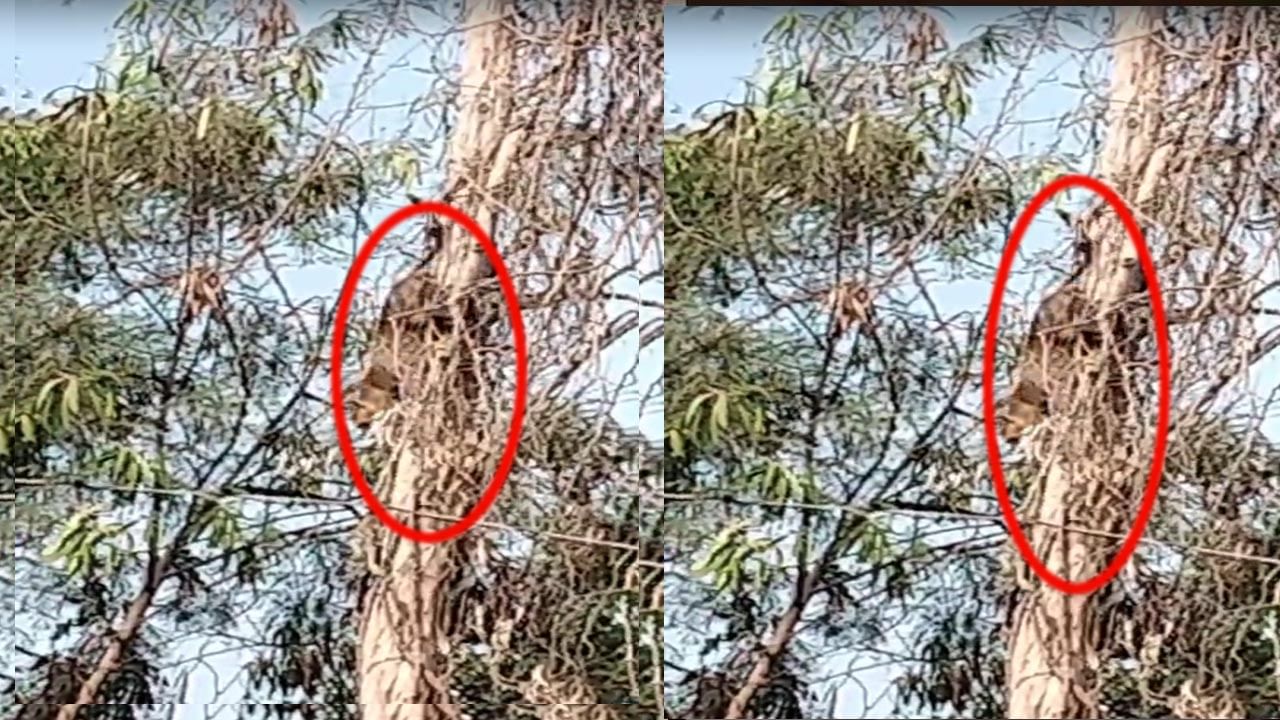 Andhra Pradesh: అమ్మో చిరుత.. హడలిపోయిన స్థానికులు.. అసలు విషయం తెలిసి షాక్!