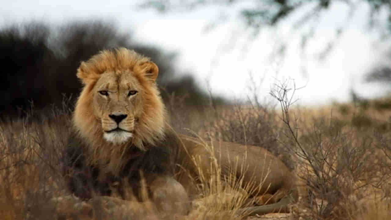 Viral News: హఠాత్తుగా జనావాసాల్లోకి ఎంటరైన సింహం.. కెన్యా నేషనల్‌ పార్క్‌లో దారుణం..