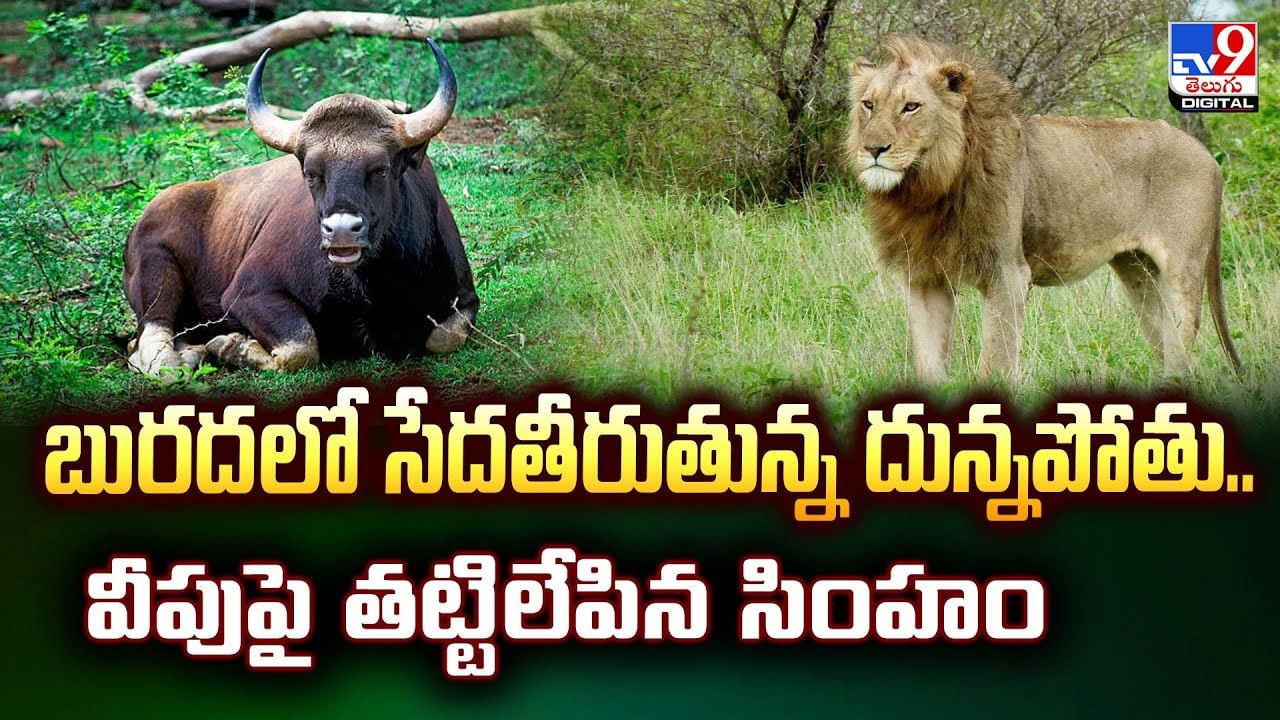 బురదలో సేదతీరుతున్న దున్నపోతు.. వీపుపై తట్టిలేపిన సింహం