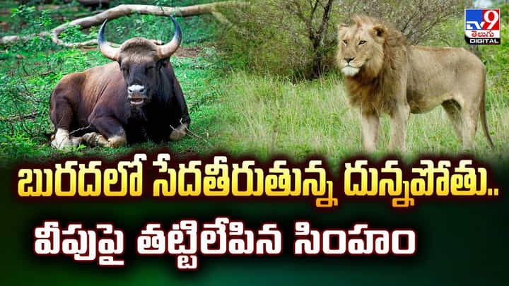 బురదలో సేదతీరుతున్న దున్నపోతు.. వీపుపై తట్టిలేపిన సింహం బురదలో సేదతీరుతున్న దున్నపోతు.. వీపుపై తట్టిలేపిన సింహం
