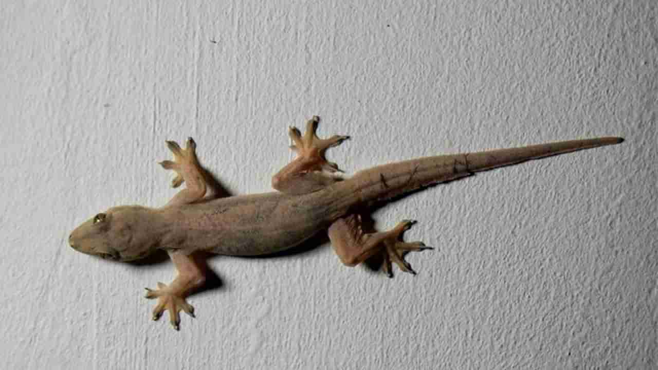 మీ ఇల్లు పరిశుభ్రంగా ఉండాలంటే ఈ ఒక్క మందు చాలు.. బల్లులు, బొద్దింకలు పరార్