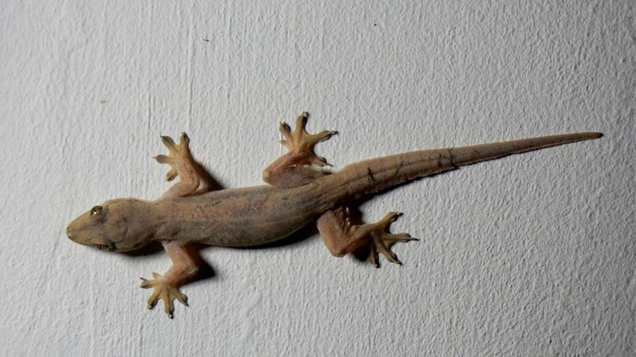 మీ ఇల్లు పరిశుభ్రంగా ఉండాలంటే ఈ ఒక్క మందు చాలు.. బల్లులు, బొద్దింకలు పరార్