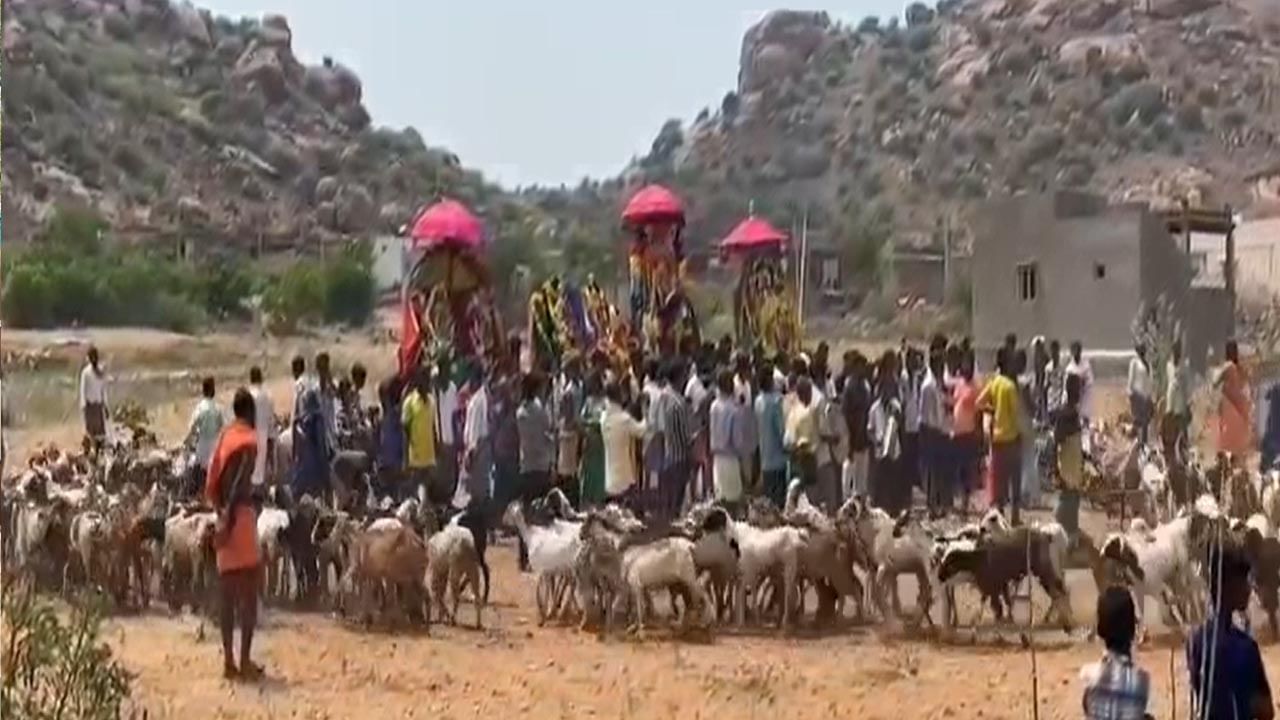 మడకశిరలో వింత ఆచారం.. అమ్మవారి విగ్రహాల చుట్టూ గొర్రెల ప్రదక్షిణ..!