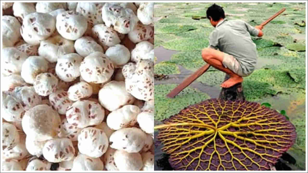 Business Idea: మఖానా వ్యవసాయం గురించి మీకు తెలుసా? లక్షాధికారులను చేసే వ్యాపారం