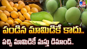 పండిన మామిడికే కాదు.. పచ్చి మామిడికీ మస్తు డిమాండ్.. పండిన మామిడికే కాదు.. పచ్చి మామిడికీ మస్తు డిమాండ్..