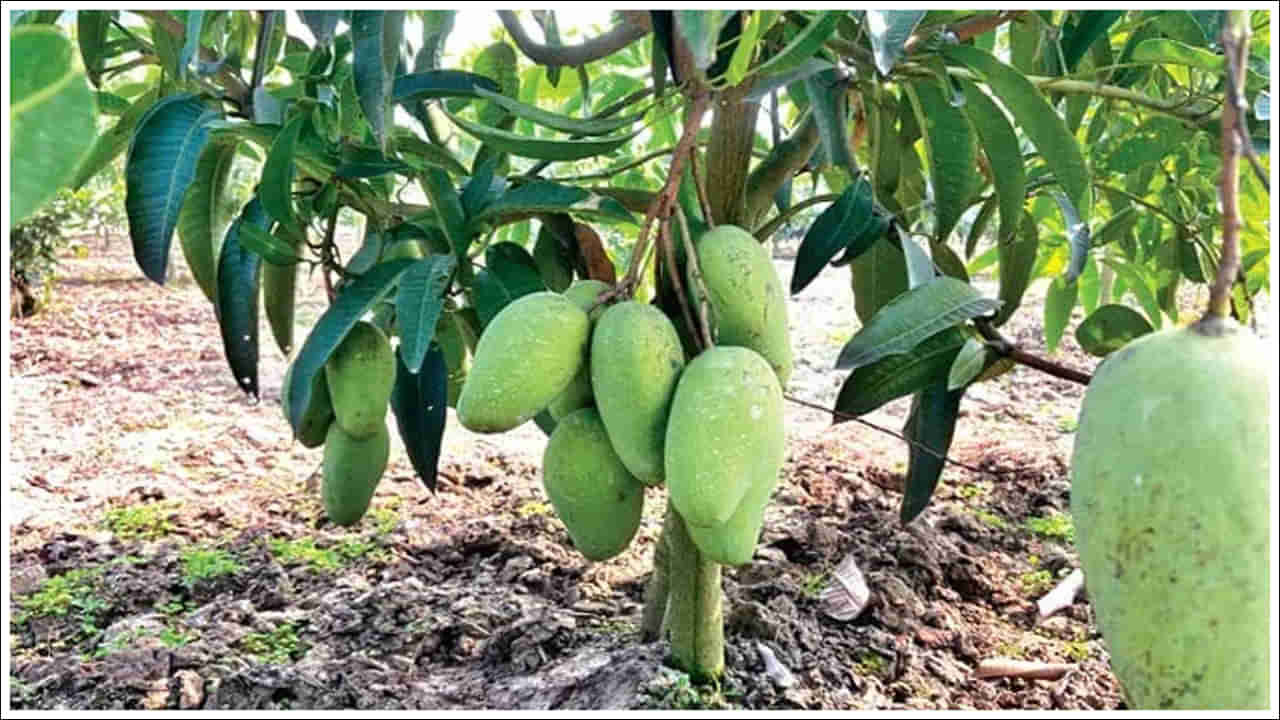 Mango Man of India: ఒకే చెట్టుకు 350 రకాల మామిడి పండ్లు.. ఎలా సాధ్యం.. అతని పేరు లిమ్కా బుక్ ఆఫ్ రికార్డ్స్‌లో..
