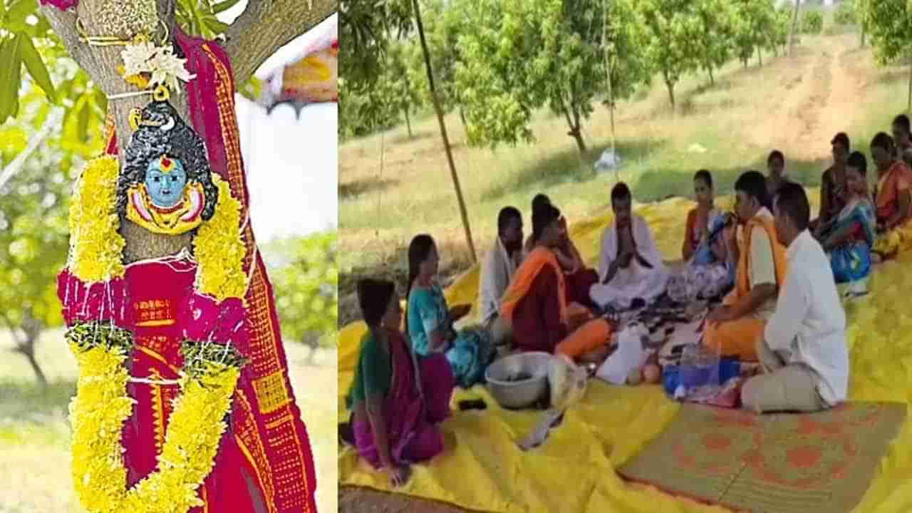 మామిడి చెట్లకు కల్యాణం.. ఇదో వింత ఆచారం.. ఆసక్తిగా తిలకించిన స్థానికులు..