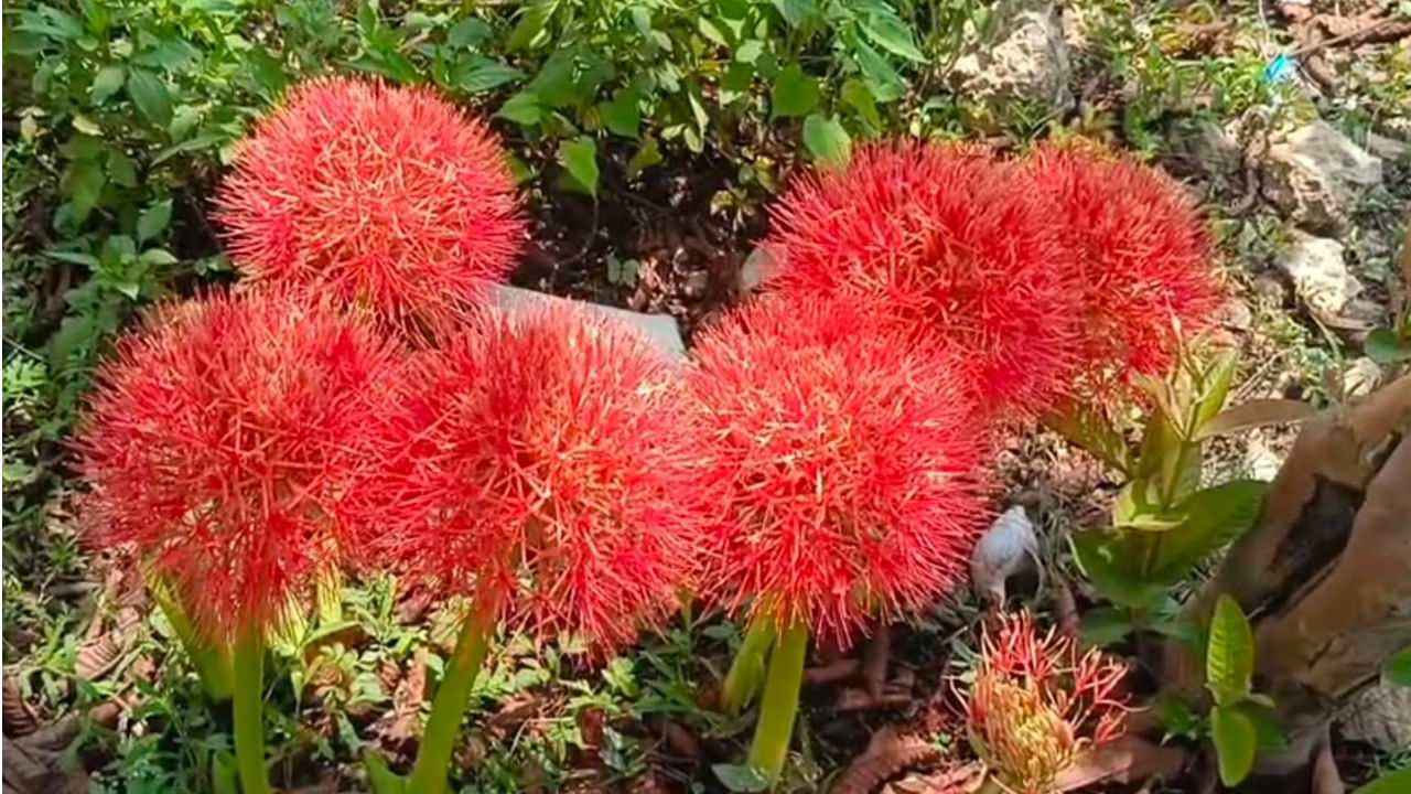 May Flower: మే పుష్పం ముందే వికసించింది.. మన్యం గిరుల్లో పూసే ఈ పుష్పాల ప్రత్యేకత ఏంటో మీకు తెలుసా!