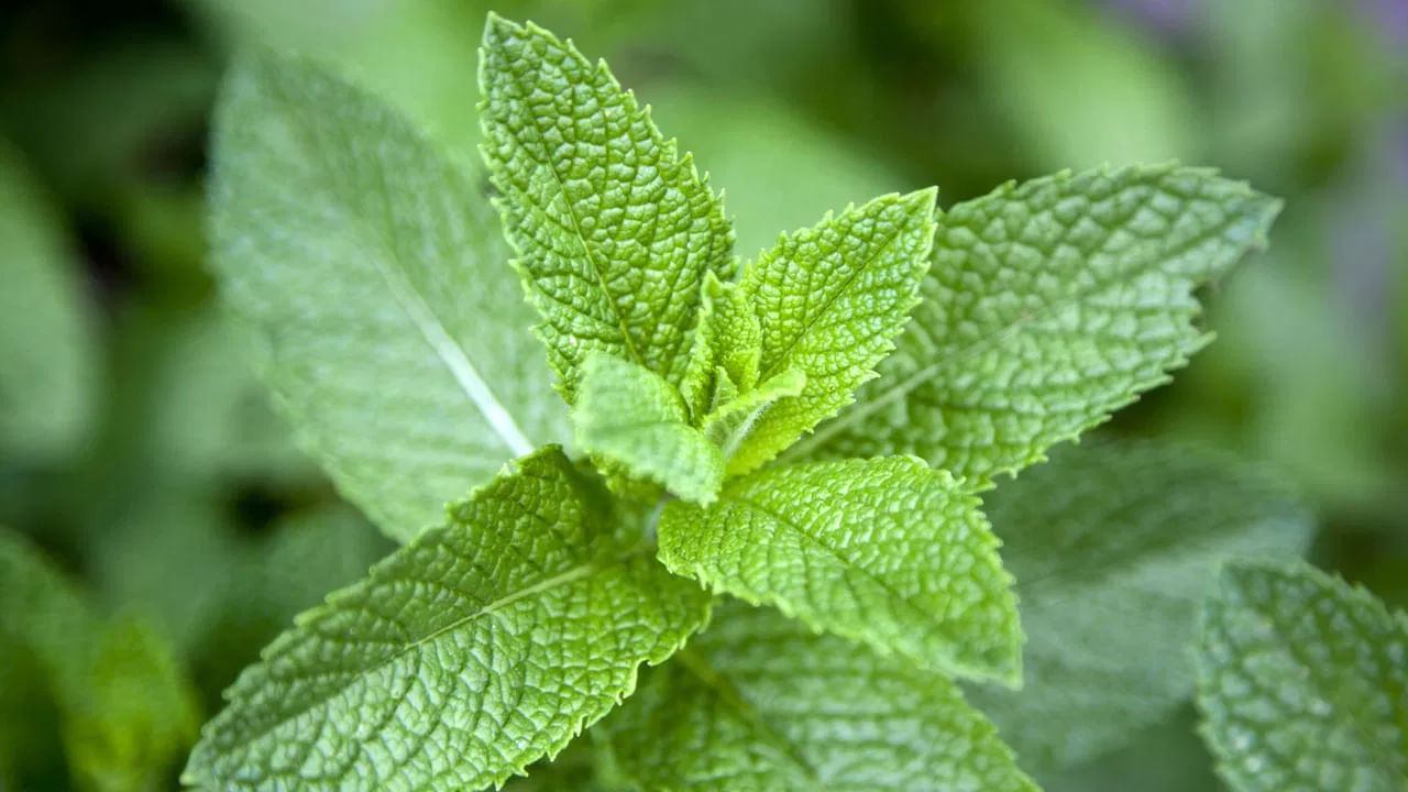 పుదీనా జీర్ణ సంబంధిత సమస్యలకు దివ్యౌషధంగా పనిచేస్తుందని నిపుణులు చెబుతున్నారు. అజీర్ణం, కడుపు ఉబ్బరం, గ్యాస్ వంటి సమస్యలతో బాధపడుతున్న వారికి పుదీనా ఆకులతో చేసే వైద్యం ఉపశమనం కలిగిస్తుంది. పుదీనాలో ఉండే మెంథాల్ అనే సమ్మేళనం కడుపులోని కండరాలను సడలించి, జీర్ణక్రియను మెరుగుపరుస్తుంది. 