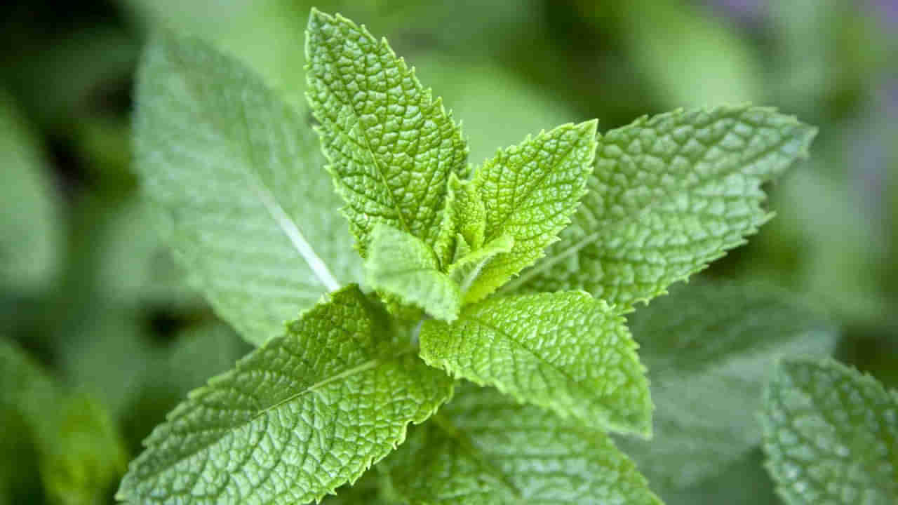 ఇవేవో పిచ్చి ఆకులు అనుకునేరు.. పవర్ఫుల్ దివ్యౌషధం.. దెబ్బకు ఈ 6 సమస్యలు మటాష్..