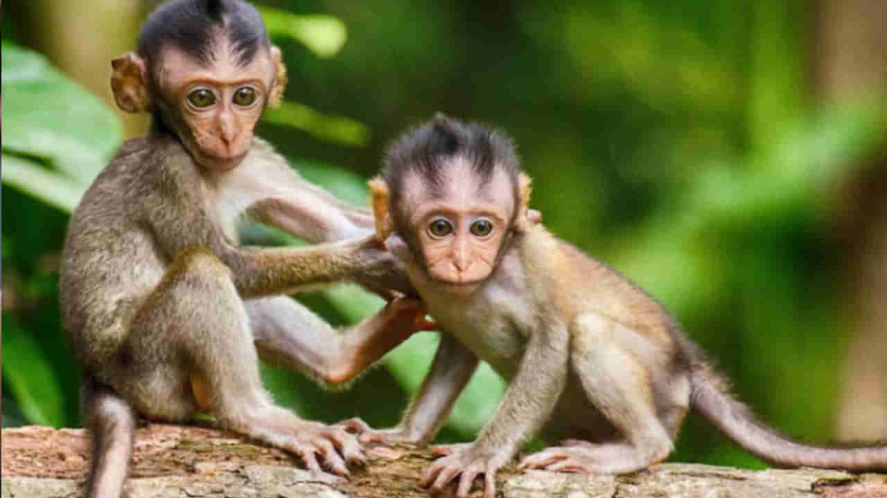 Swapna Shastra: కలలో కోతి ఇలా కనిపిస్తే జాగ్రత్త సుమా.. కష్టాలు మీకు స్వాగతం చెప్పడానికి రెడీగా ఉన్నాయని ఆర్ధం..