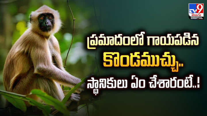 ప్రమాదంలో గాయపడిన కొండముచ్చు.. స్థానికులు ఏం చేశారంటే ప్రమాదంలో గాయపడిన కొండముచ్చు.. స్థానికులు ఏం చేశారంటే