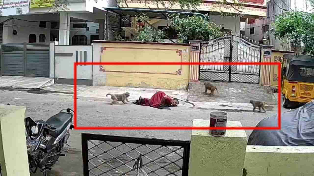 కోతుల యుద్ధం మనుషుల చావుకొచ్చింది.. వృద్ధురాలిపై కోతుల గుంపు దాడి..!