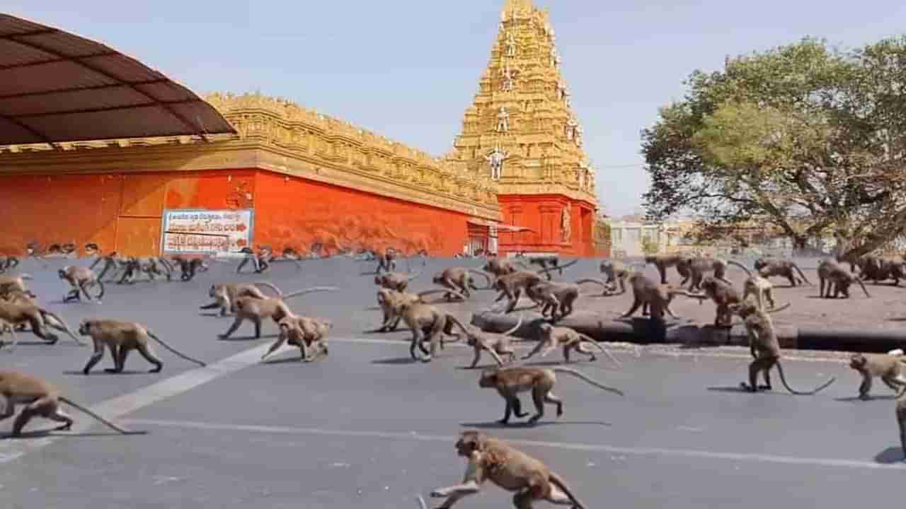 అంజన్న సన్నిధిలో ఆకలితో అలమటిస్తున్న వానరాలు.. కొండగట్టులో కోతుల అవస్థలు!