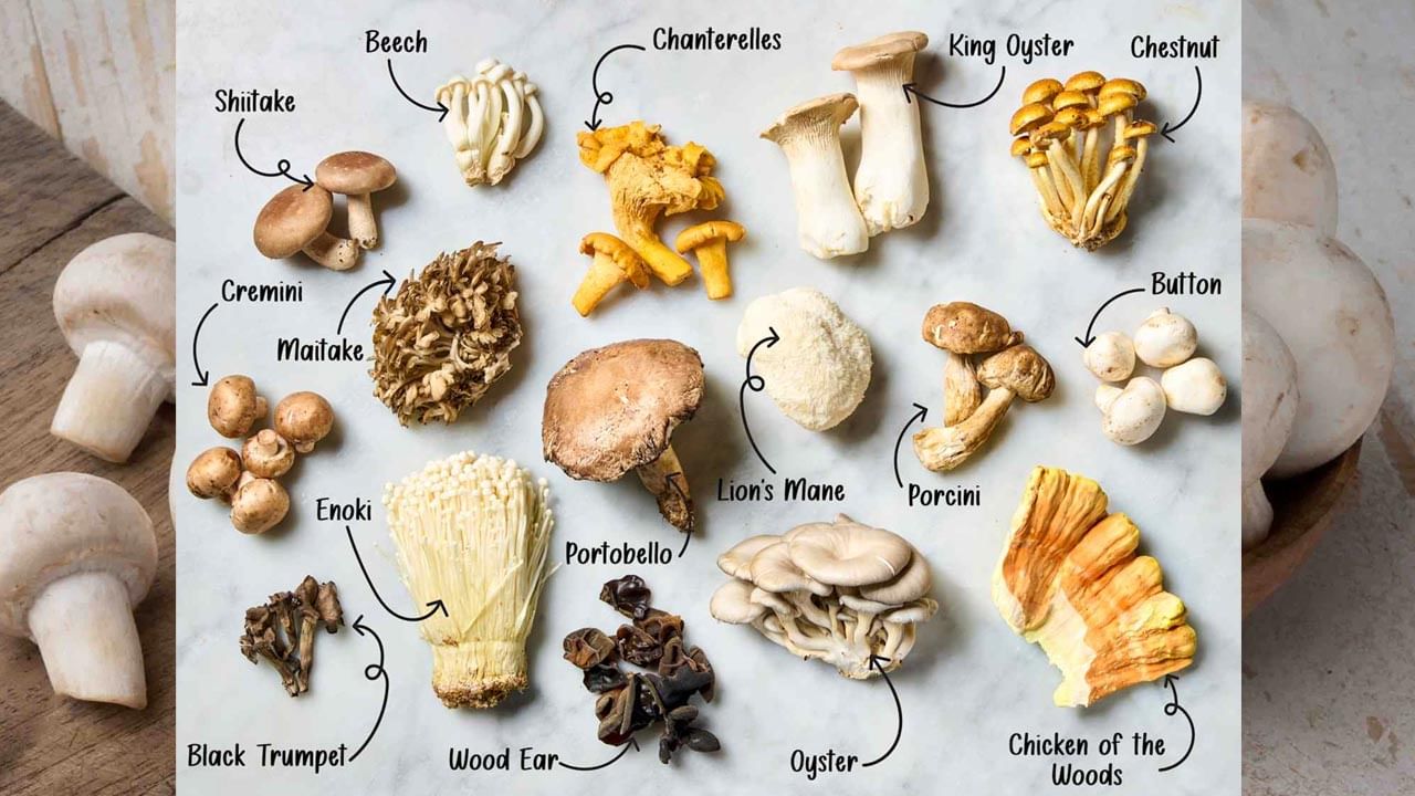 కడుపు సమస్యలు లేదా అల్సర్ సమస్యలు ఉన్నవారిలో పుట్టగొడుగులను తినడం వల్ల ఈ సమస్య తగ్గుతుంది. ఇది మీ ఆరోగ్యానికి చాలా ఉపయోగకరంగా ఉంటుంది. పుట్టగొడుగుల్లో ఎక్కువగా ఫైబర్ ఉంటుంది. అలాగే మలబద్ధకం లక్షణాలను తగ్గించడానికి పుట్టగొడుగులు చాలా ఉపయోగకరంగా ఉంటాయి. 